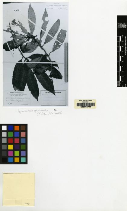 Cyrtandra sphaerocalyx image