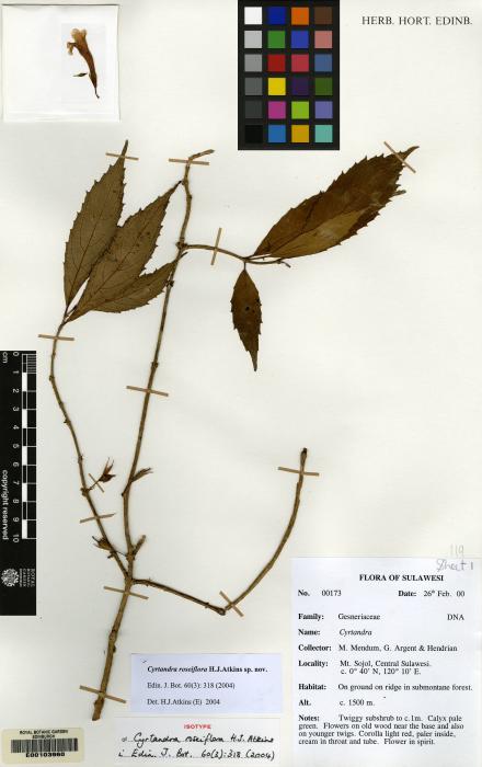 Cyrtandra roseiflora image