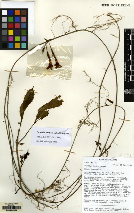 Cyrtandra luteiflora image