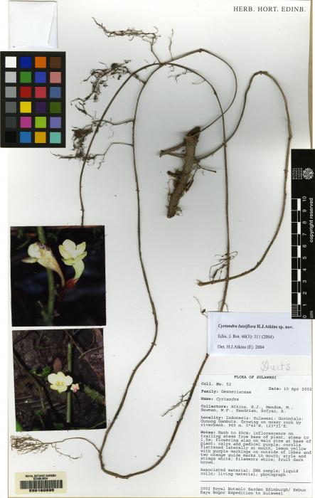 Cyrtandra luteiflora image