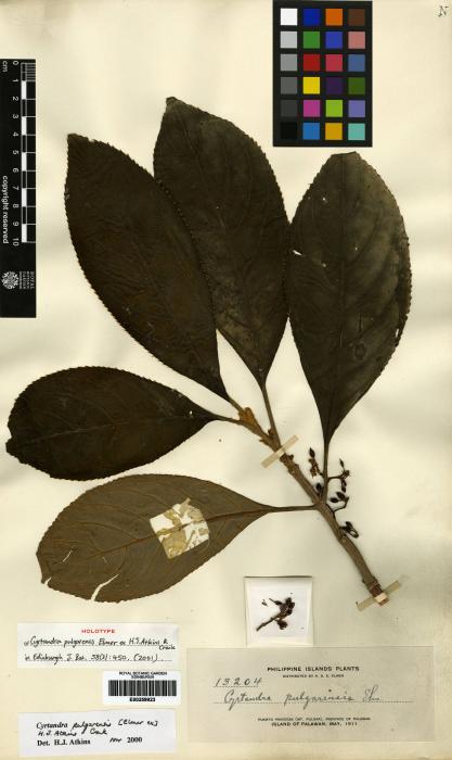 Cyrtandra pulgarensis image