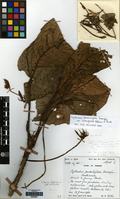 Cyrtandra penduliflora image