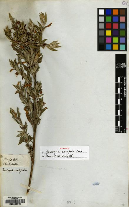 Clinopodium acutifolium image