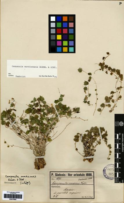 Campanula mardinensis image