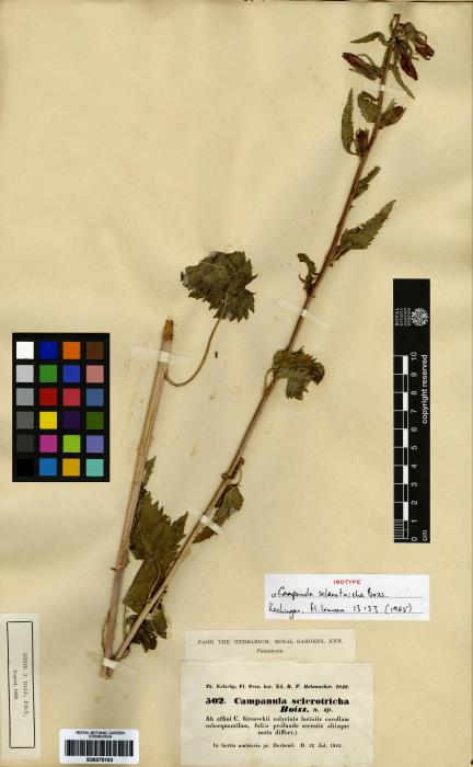 Campanula sclerotricha image