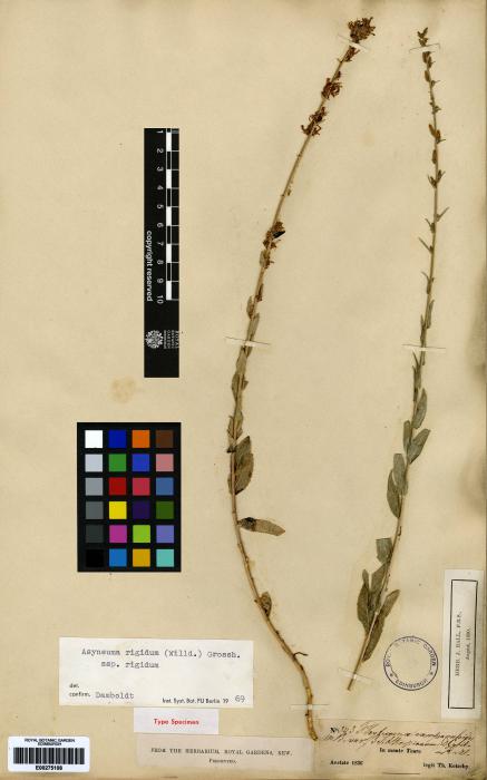 Asyneuma rigidum subsp. rigidum image