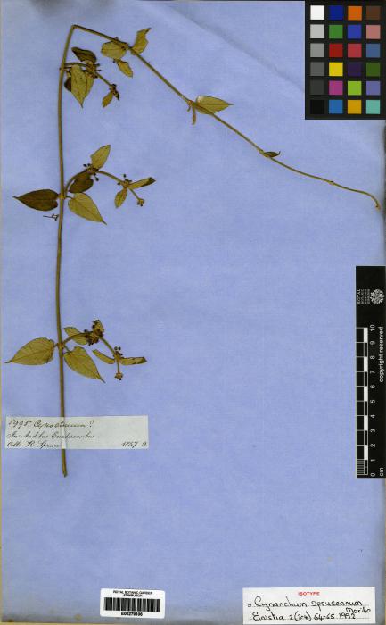 Cynanchum spruceanum image