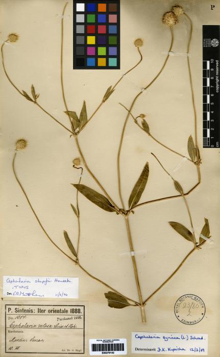 Cephalaria stapfii image