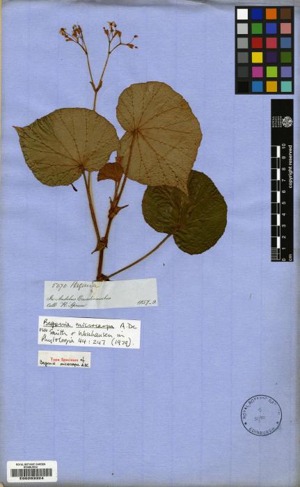 Begonia microcarpa image