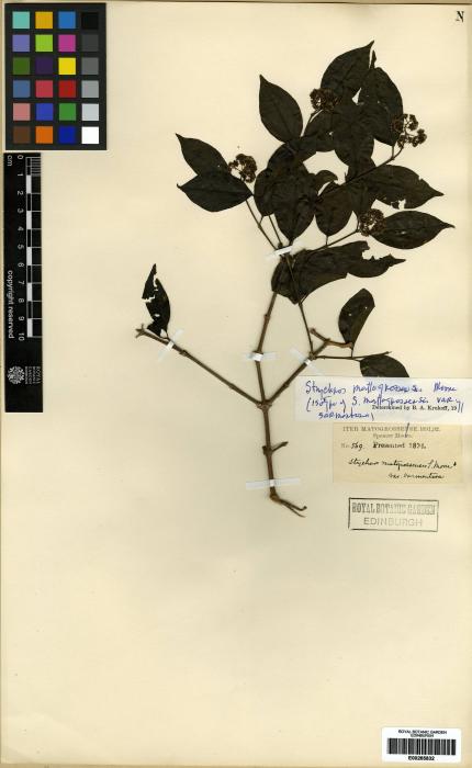 Loganiaceae image