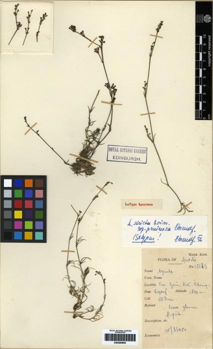 Asperula stricta subsp. stricta image