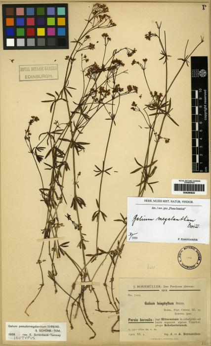 Galium psilophyllum image