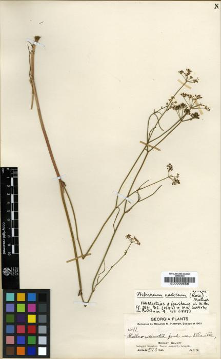 Ptilimnium nodosum image