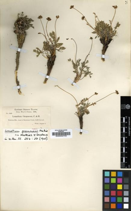 Lomatium greenmanii image