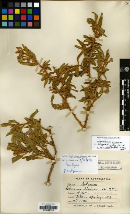 Solanum dioicum image