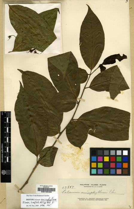 Solanum anisophyllum image