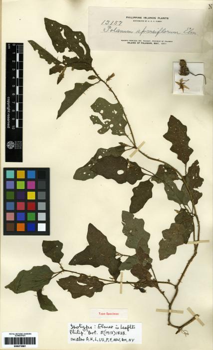 Solanum thorelii image