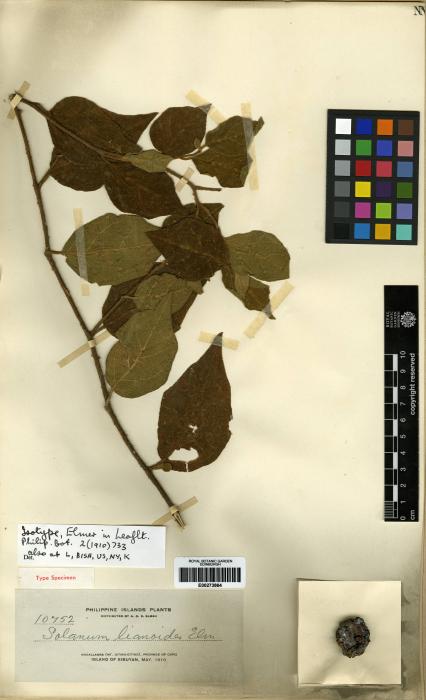 Solanum lianoides image