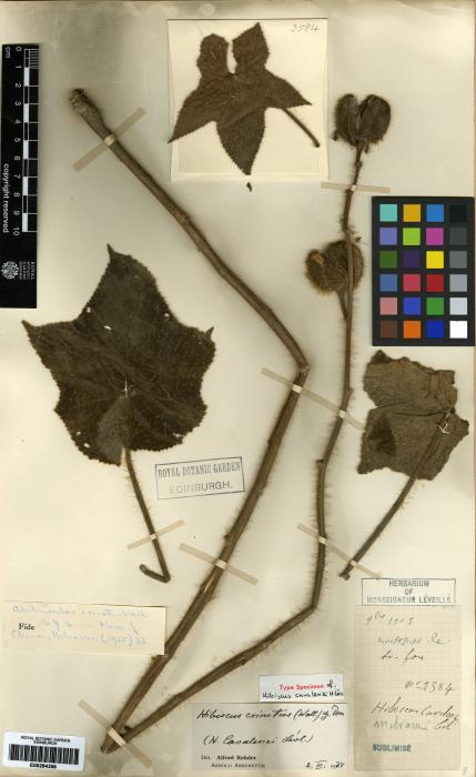 Pavonia procumbens image