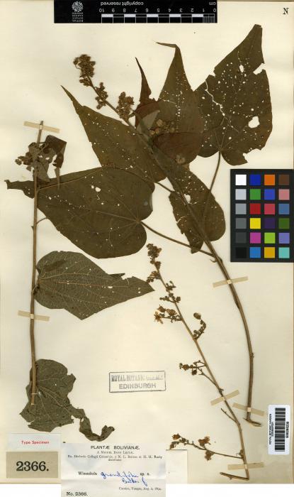 Wissadula grandifolia image
