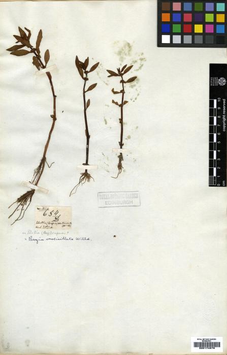 Elatinaceae image