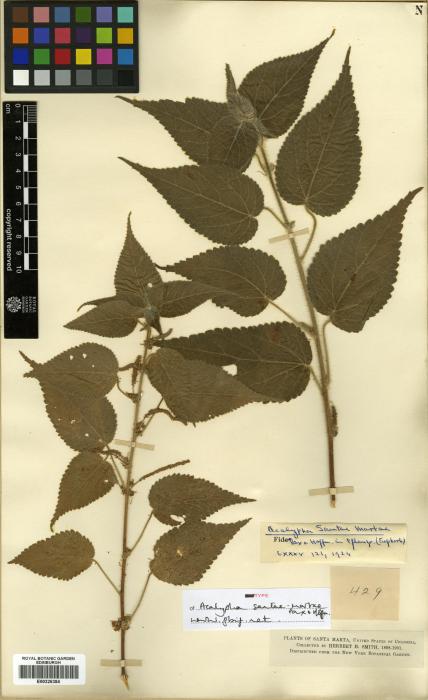 Acalypha tenuipes image