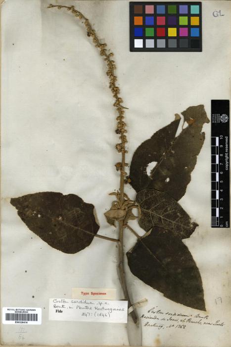 Croton sordidus image
