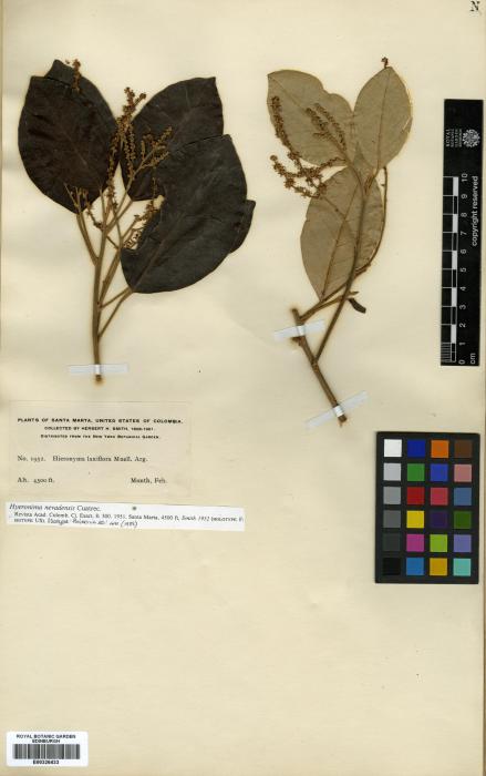 Hieronyma moritziana image