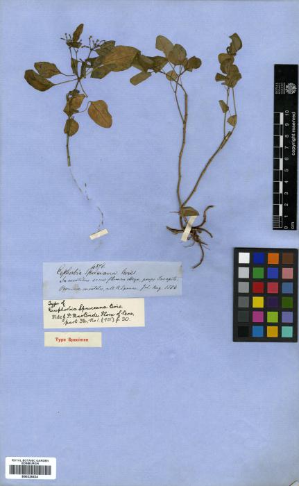 Euphorbia spruceana image