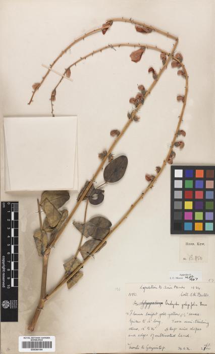 Onobrychis galegifolia image