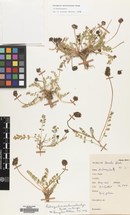 Astragalus melanostachys image