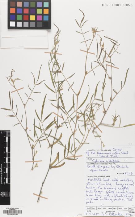 Tephrosia subtriflora image