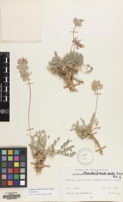 Astragalus pseudobeckii image
