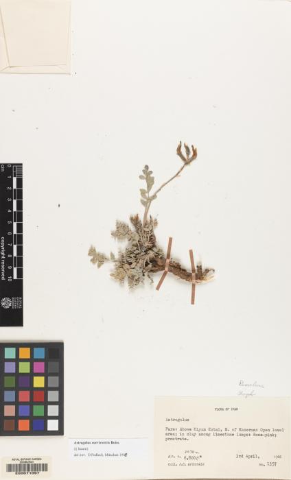 Astragalus curvirostris image