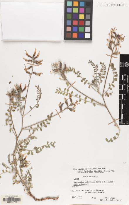 Astragalus suberosus subsp. suberosus image