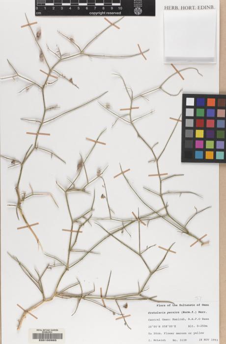 Crotalaria persica image