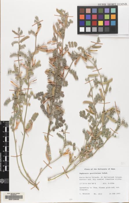 Tephrosia uniflora image