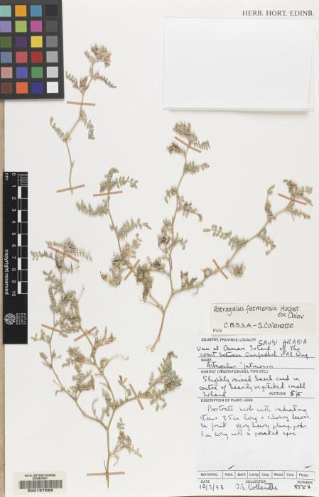 Astragalus vogelii image