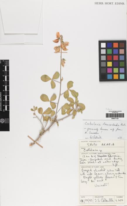 Crotalaria leucoclada image