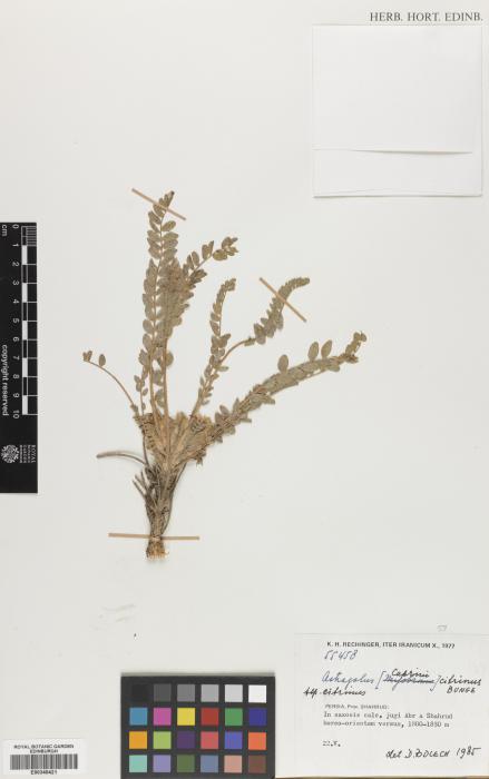 Astragalus citrinus subsp. khorasanicus image