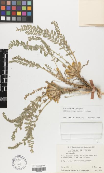 Astragalus strictifolius image