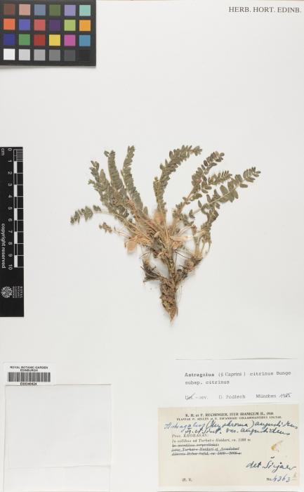 Astragalus citrinus image