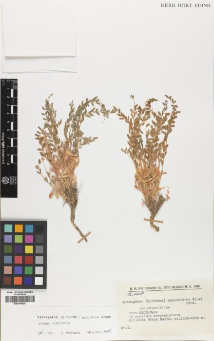 Astragalus citrinus subsp. barrowianus image