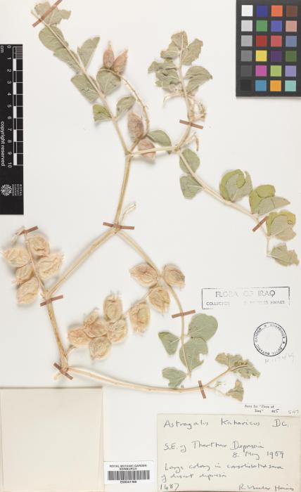Astragalus kahiricus image
