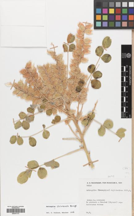 Astragalus chiwensis image