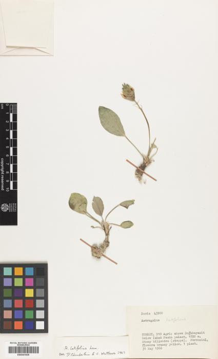 Astragalus rhizanthus image