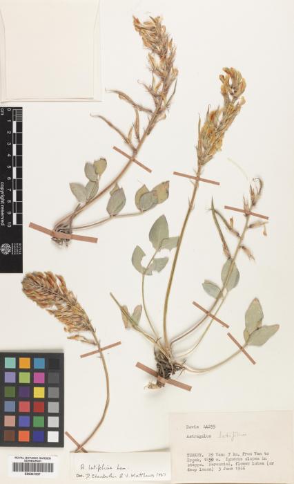Astragalus rhizanthus image