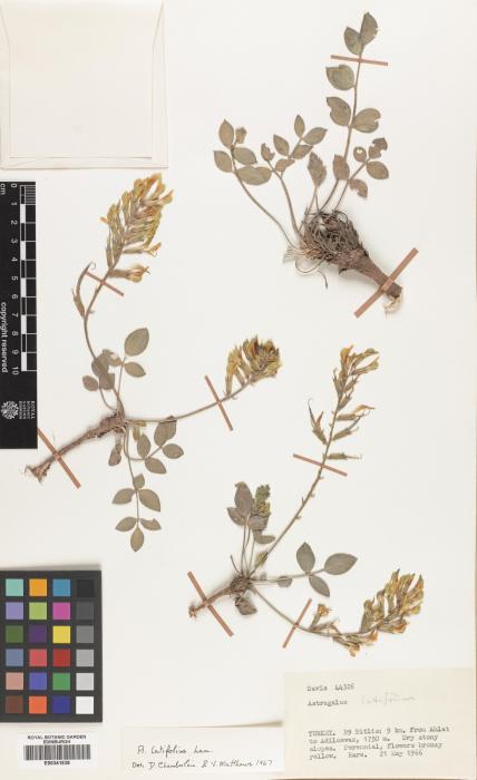 Astragalus rhizanthus subsp. candolleanus image