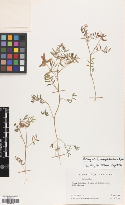 Astragalus campylotrichus image