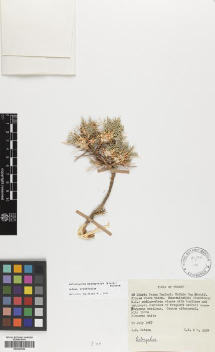 Astragalus brachycalyx image